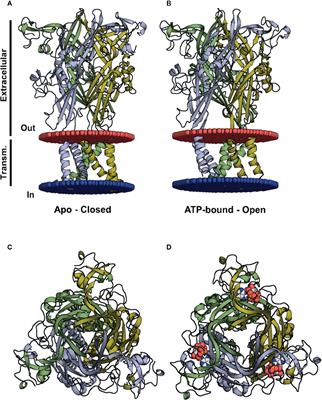 Molecular Modeling Applied to the Discovery of New Lead Compounds for P2 Receptors Based on Natural Sources